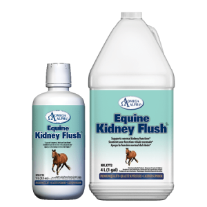Equine Kidney Flush