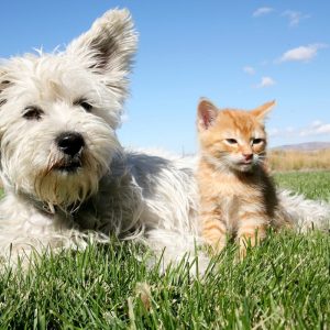 Pet